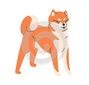 Cute dog of Akita-inu breed. Canine animal standing, looking. Funny purebred doggy. Amusing puppy with bicolor coat, fur
