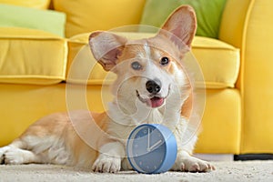 Cute dog with alarm clock at home photo