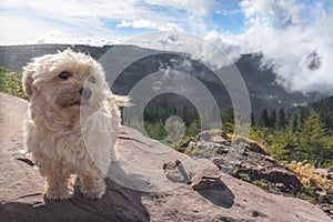 Cute dog alone on a mountain peak