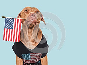 Cute dog and American Flag. Close up