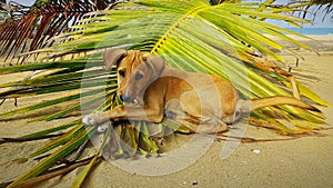Cute Dog at Beach on Palm Leafe photo