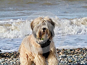 Cute dog on beach summer holiday happy