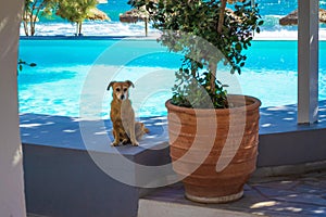 Cute dog by beachside pool Kamari beach Santorini Greece