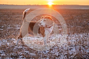 cute dog of the Beagle breed on a walk on a winter evening