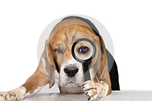 Cute dog beagle looks attentively in a magnifying glass