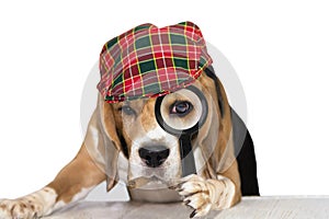 Cute dog beagle looks attentively in a magnifying glass