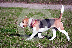 Beagle dog in the open air
