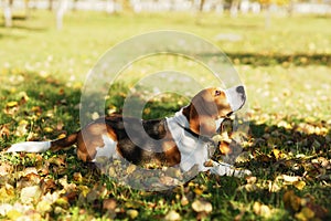 Cute dog beagle portrait in outdoor park