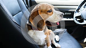 Cute dog beagle is sitting on the car in the front seat waiting for a ride. Hot weather in summer