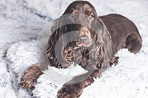 Cute dog in bed