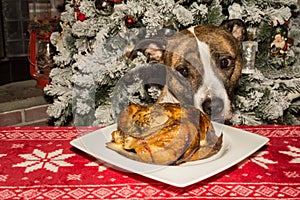 A cute dog begging for the holiday dinner.