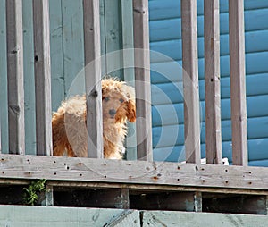 Cute dog behind bars