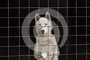 Cute dog behind bars. Puppy locked in the cage