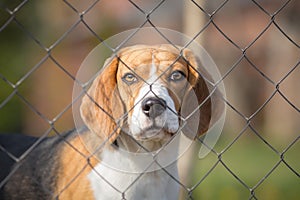 Cute dog behind fence