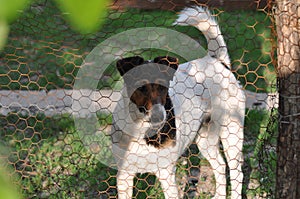 Dog behind fence