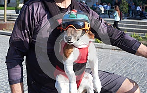 Cute Dog on a Bicycle with Helmet and Goggles