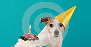 Cute dog and birthday cake blue background