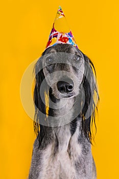 Cute dog with a birthday party hat on isolated on a yellow background. greyhound. hat with copyscpace