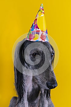 Cute dog with a birthday party hat on isolated on a yellow background. greyhound. hat with copyscpace