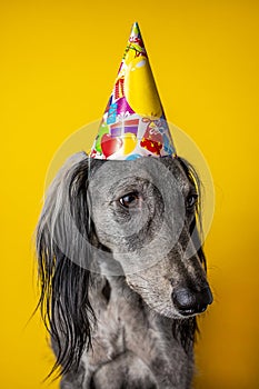 Cute dog with a birthday party hat on isolated on a yellow background. greyhound. hat with copyscpace