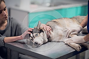 A cute dog with blue eyes on a check up in a veterinary clinic