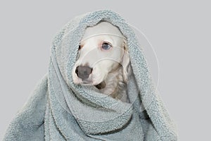 CUTE DOG WITH BLUE EYES WRAP WITH A COLORED TOWEL WAITING FOR A BATH WITH A SAD EXPRESSION. ISOLATED AGAINTS GRAY BACKGROUND