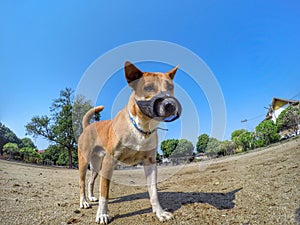 Cute dog with blue sky