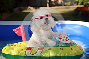 Cute Dog in boat in a swimming pool photo