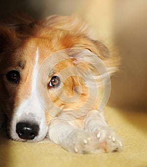 Cute dog border collie dreaming