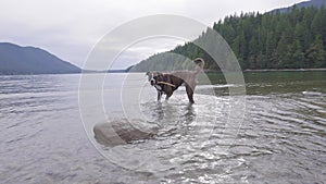 Cute Dog, Boxer Playing in Canadian Lake