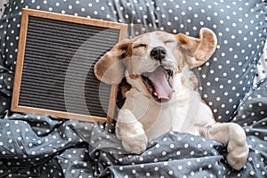cute dog breed Beagle funny sleeping on the pillow and yawning. next to it is an empty felt writing board.