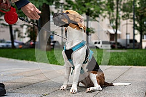 Cute Dog breed beagle walking in harness and muzzle on roulette with the owner in town