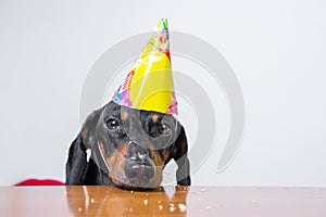 Cute dog breed dachshund, black and tan,  eat birthday cake,wearing  party hat, lying sad on the table on white background