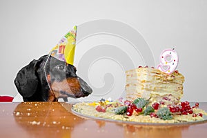 Cute dog breed dachshund, black and tan,  hungry for a happy birthday cake with candles  number 9,wearing  party hat  , on white b