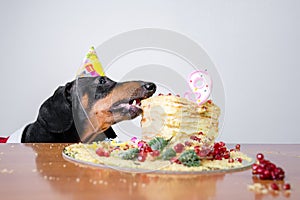 Cute dog breed dachshund, black and tan,  with licking  tongue and hungry for a happy birthday cake with candle number 9,wearing