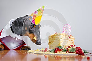 Cute dog breed dachshund, black and tan,  with licking  tongue and hungry for a happy birthday cake with candle number 9,wearing