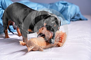 Cute dog of breed dachshund, black and tan, playing with a toy, crunching it, on the bed in the home