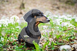 Cute dog breed dachshund, black and tan, portrait on a background of white flowers in spring in forest