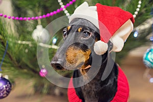 Cute dog breed dachshund, black and tan, under a Christmas tree in santa red hat celebrating Christmas