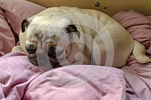 Cute dog breed pug looking for a comfortable place for sleeping