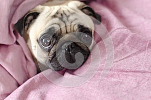 Cute dog breed pug wrapped in pink blanked