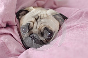 Cute dog breed pug wrapped in pink blanked