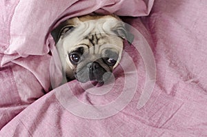 Cute dog breed pug wrapped in pink blanked