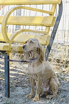 Cute dog breed spaniel ginger color waiting for the owner and bound to the bench looking into the distance with large dark moist e