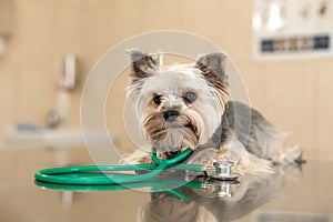 A cute dog breed Yorkshire Terrier is lying on the table with a stethoscope in a veterinary clinic..Inspection in a veterinary