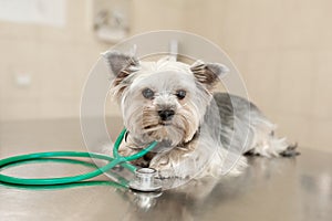 A cute dog breed Yorkshire Terrier is lying on the table with a stethoscope in a veterinary clinic..Inspection in a veterinary