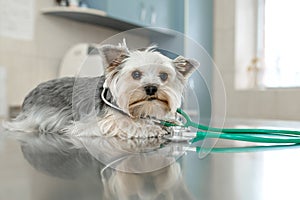 A cute dog breed Yorkshire Terrier is lying on the table with a stethoscope in a veterinary clinic..Inspection in a veterinary