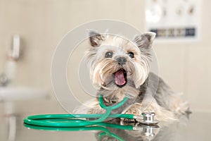 A cute dog breed Yorkshire Terrier is lying on the table with a stethoscope in a veterinary clinic..Inspection in a veterinary