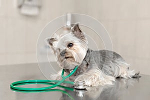 A cute dog breed Yorkshire Terrier is lying on the table with a stethoscope in a veterinary clinic..Inspection in a veterinary