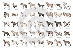 Cute dog breeds pedigree vector illustration set